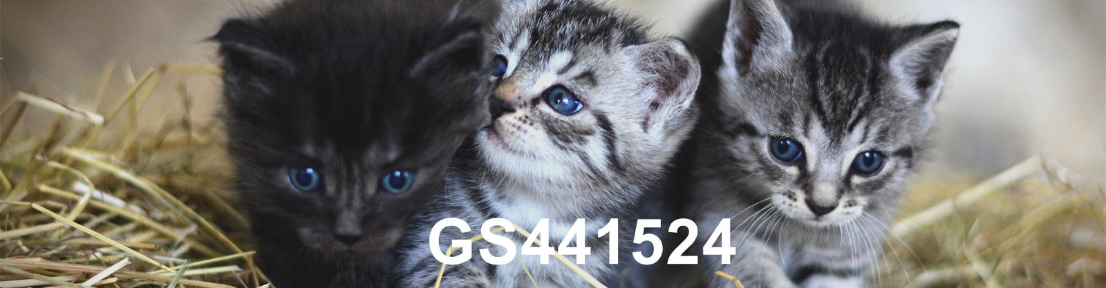 คุณภาพ GS-441524 โรงงาน